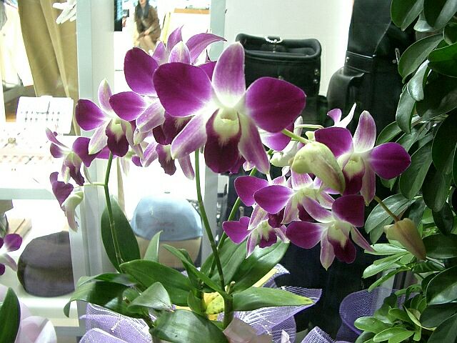 orchids_sokcho_1_resize